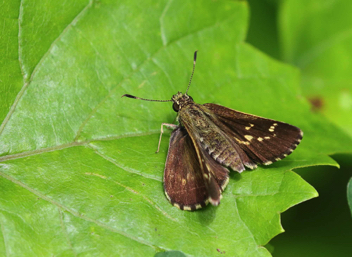 Lace-winged Roadside-Skipper